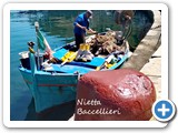 baccellieri