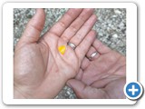 licciardi 2