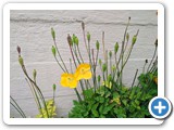 gardella 4