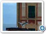 barletta 1