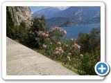 bozzo 1