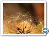 pensa 10
