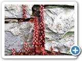 ostigoni 5