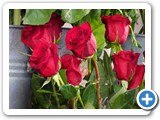 09 rose rosse (ranieri)